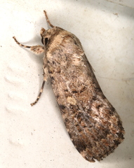 Spodoptera umbraculata