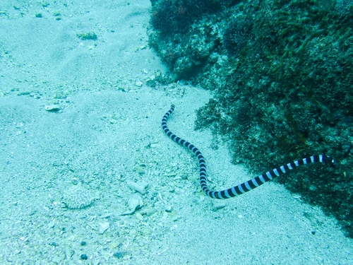 Blue-lipped Sea Krait
