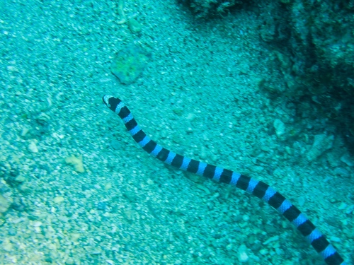 Blue-lipped Sea Krait