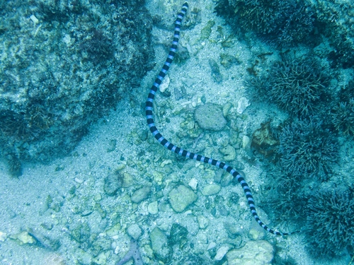 Blue-lipped Sea Krait