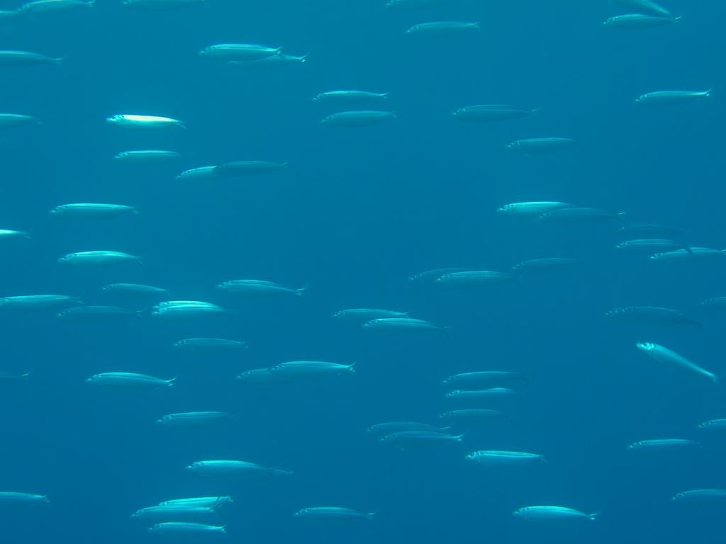 School of silver sardinella swimming in blue water