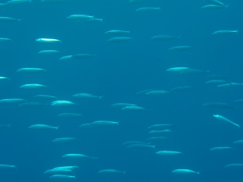 Sardinella gibbosa observed 2026-02-17
