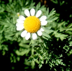 Cotula nigellifolia nigellifolia