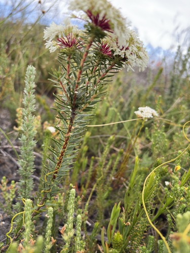 Agathosma bifida, photograph 3