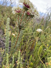 (c) Charleen Brunke, some rights reserved (CC BY) Agathosma bifida, photograph (c) Charleen Brunke, some rights reserved (CC BY)