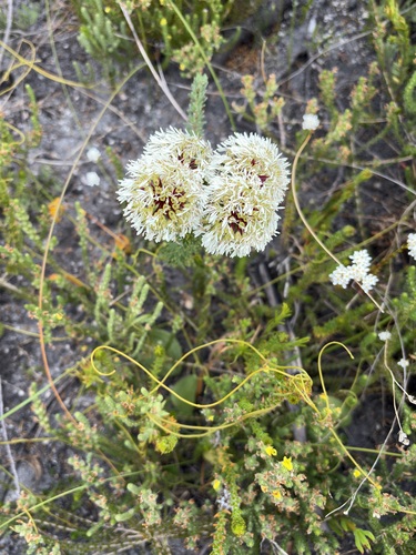 Agathosma bifida