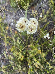 Agathosma bifida