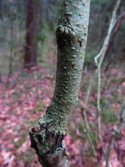 Pertusaria leioplaca