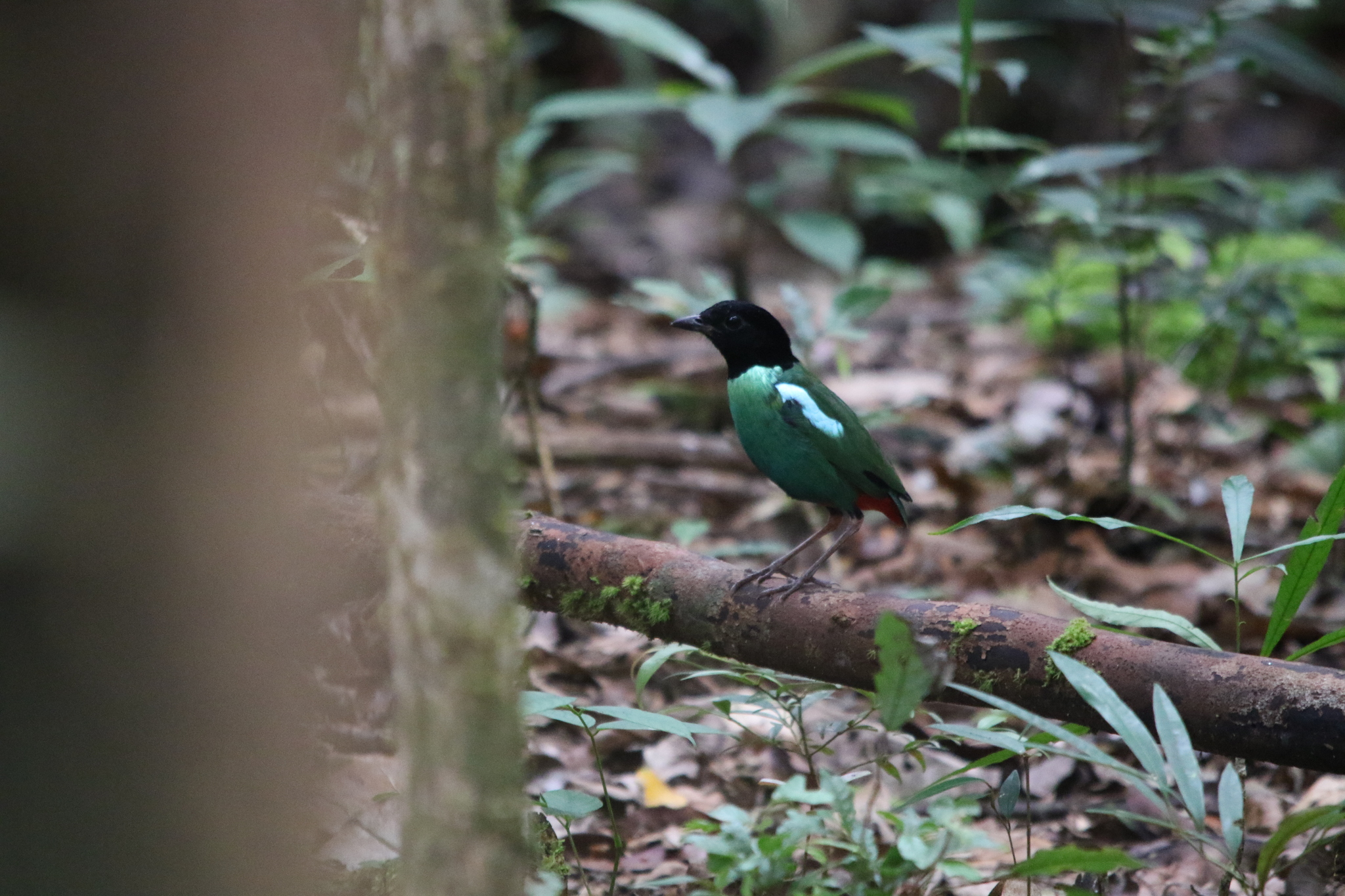 Eastern Hooded Pitta (Pitta novaeguineae), photo 7