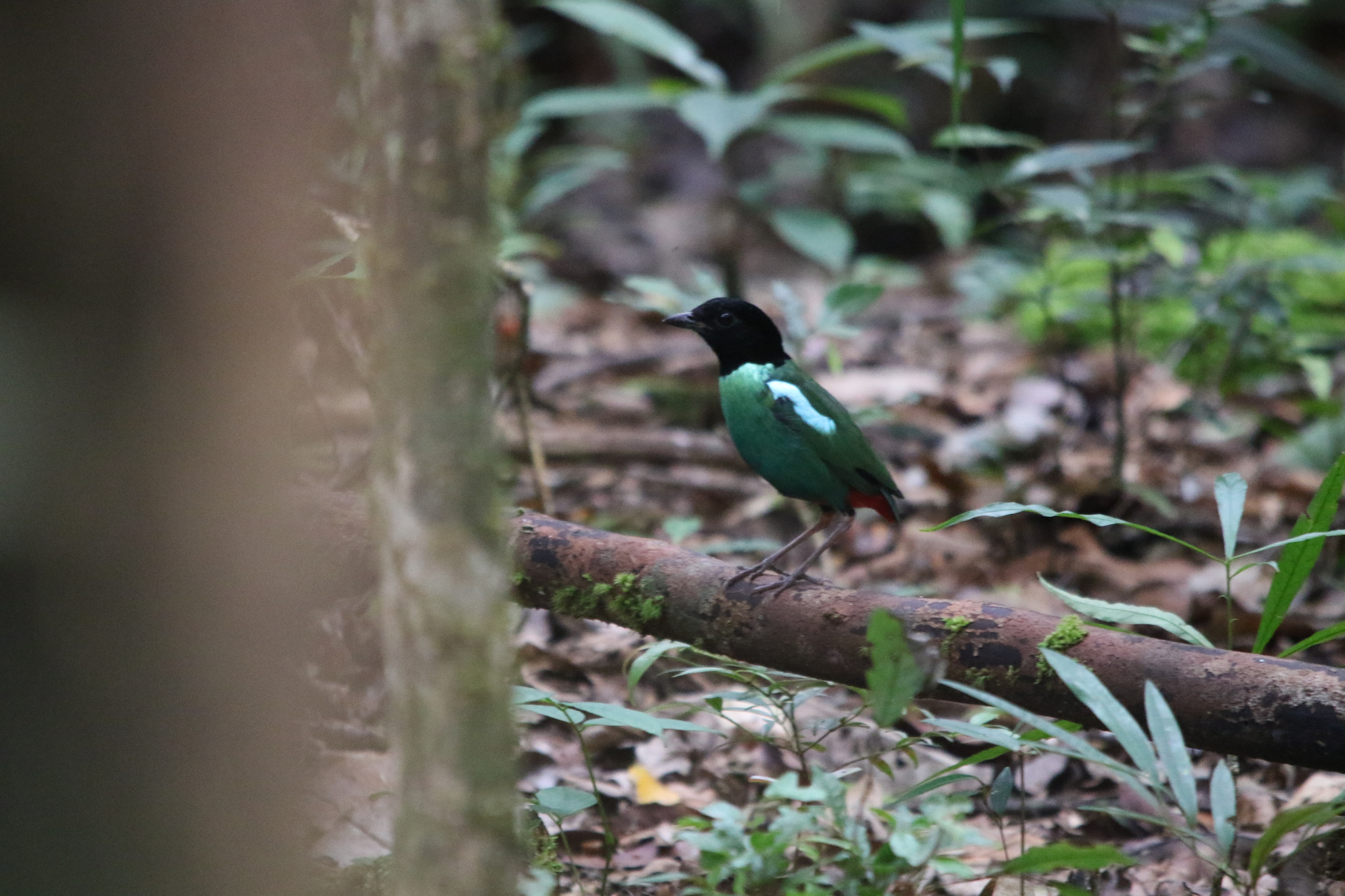 Eastern Hooded Pitta (Pitta novaeguineae), photo 8