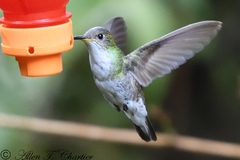 Elliotomyia chionogaster