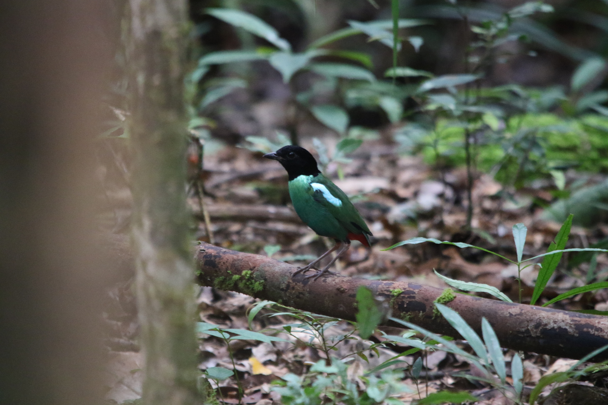 Eastern Hooded Pitta (Pitta novaeguineae), photo 9