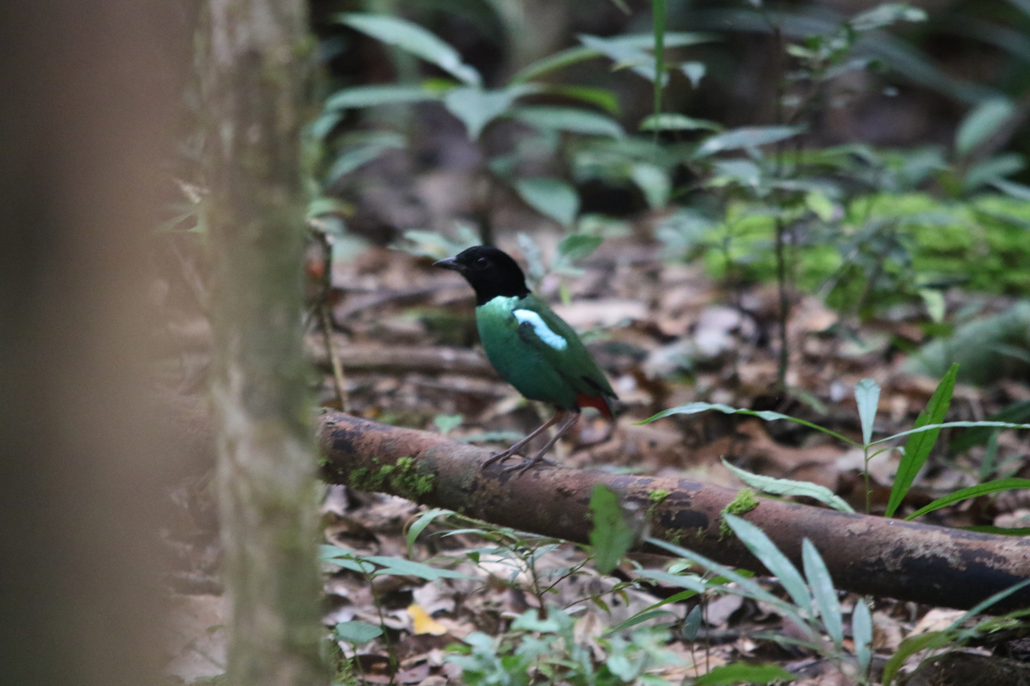 Eastern Hooded Pitta (Pitta novaeguineae), photo 10