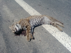 Leopardus guigna tigrillo