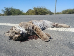 Leopardus guigna tigrillo