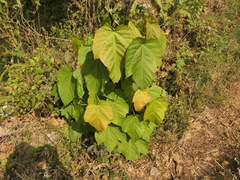 Thomson's maple (Acer thomsonii)