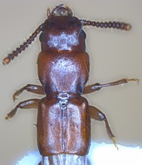 Clavilispinus rufescens