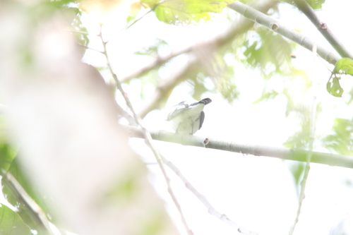 Black-browed Triller (Lalage atrovirens), photo 10