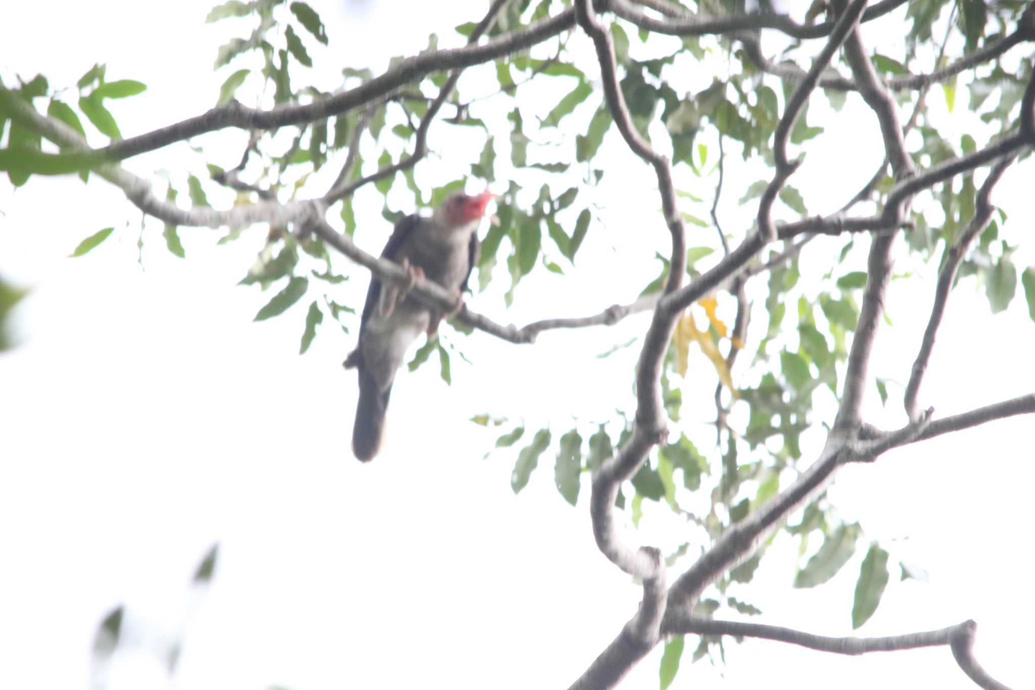 Grey Crow (Corvus tristis), photo 4