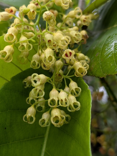 Sterculia shillinglawii observed 2026-02-23