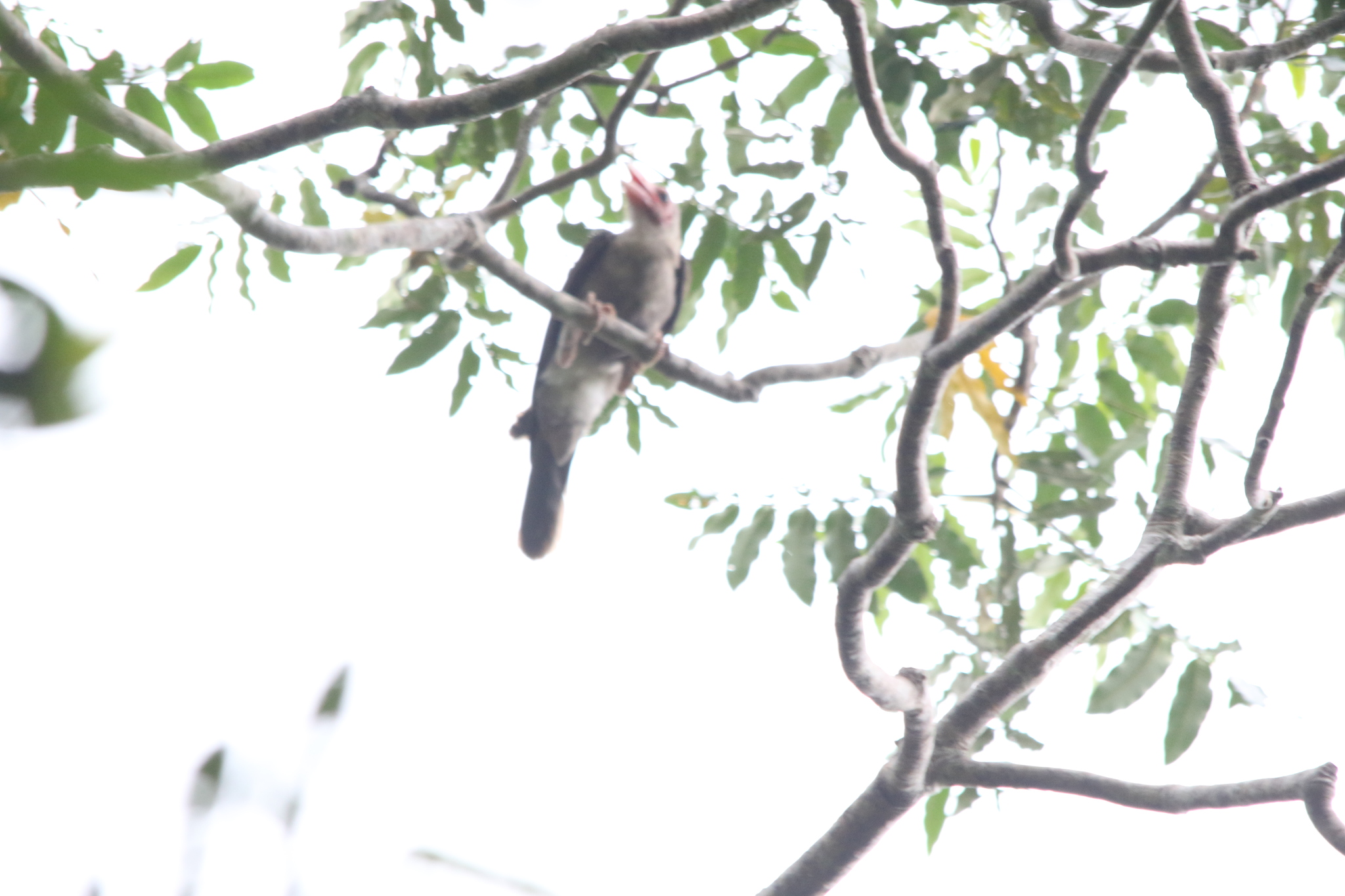 Grey Crow (Corvus tristis), photo 5