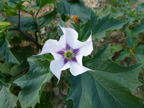 Datura stramonium iNat (2)