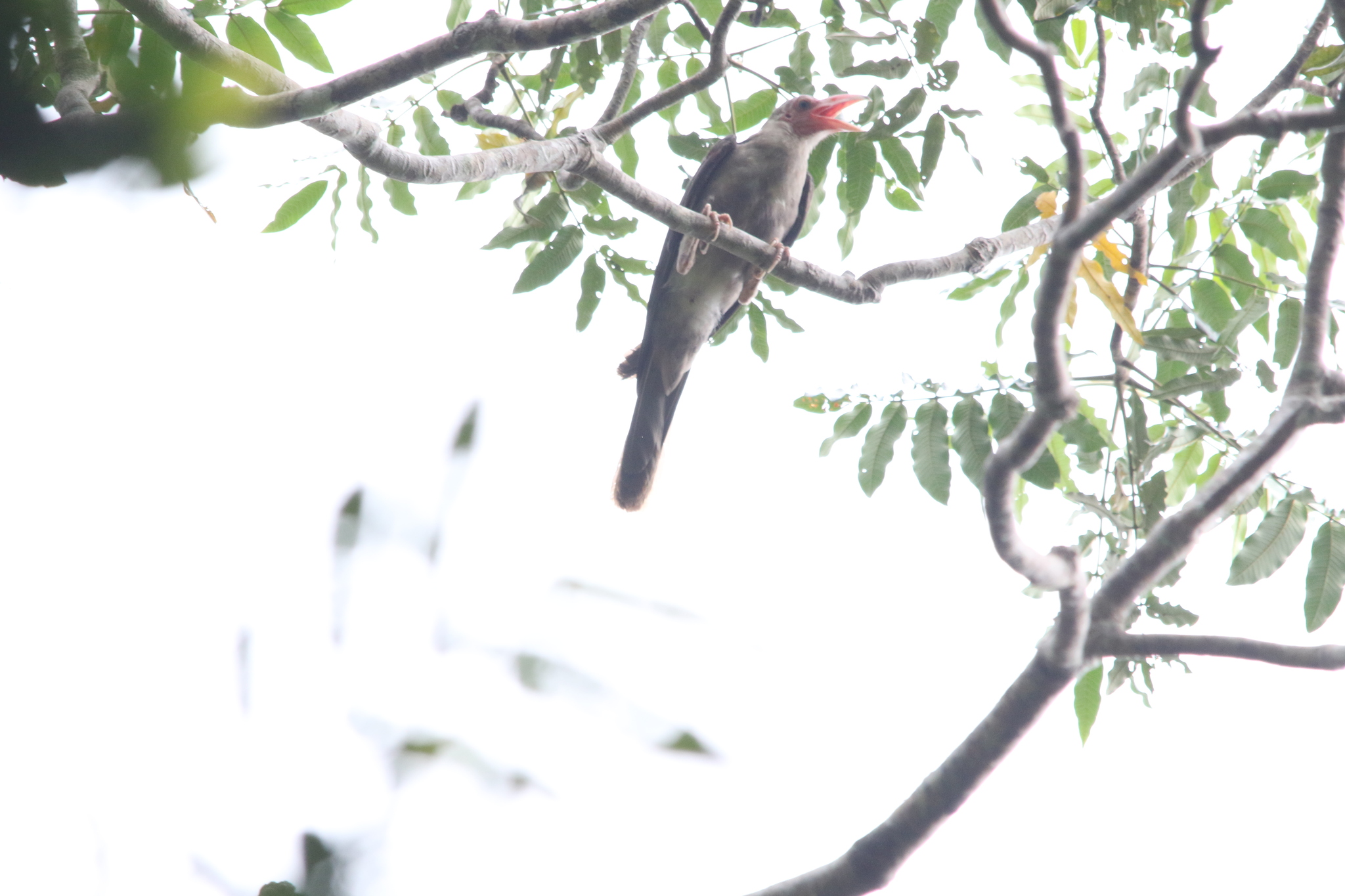 Grey Crow (Corvus tristis), photo 1