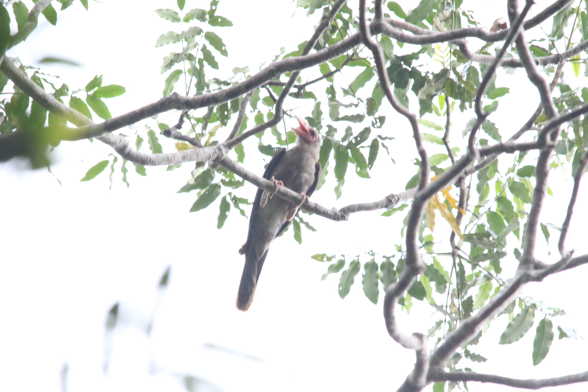 Grey Crow (Corvus tristis), photo 2