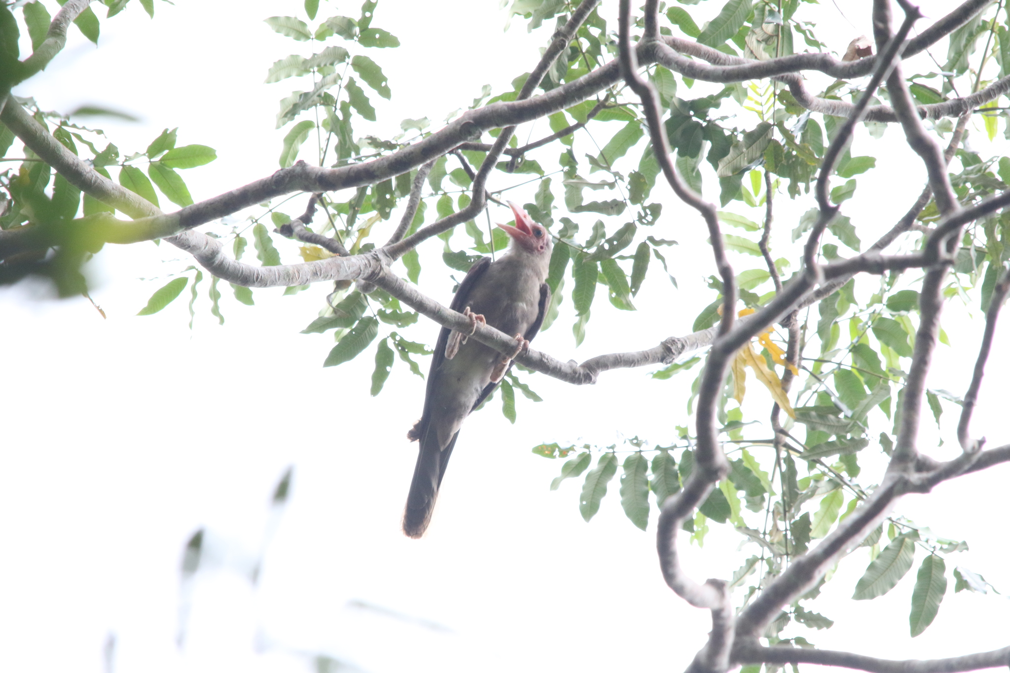 Grey Crow (Corvus tristis), photo 3