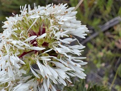 (c) Charleen Brunke, some rights reserved (CC BY) Agathosma bifida, photograph (c) Charleen Brunke, some rights reserved (CC BY)