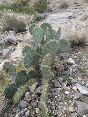 Opuntia arizonica