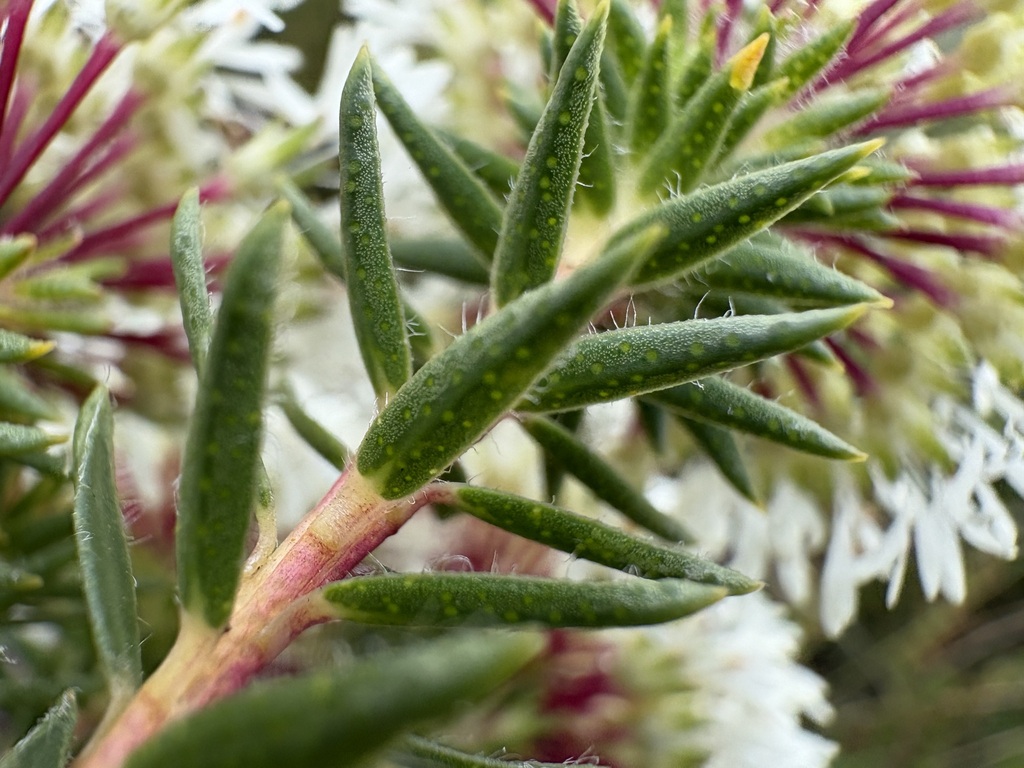 Agathosma bifida; photograph (c) Charleen Brunke, some rights reserved (CC BY)
