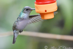 Elliotomyia chionogaster