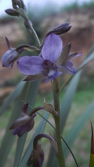Eulophia zeyheriana