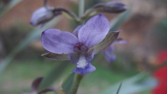 Eulophia zeyheriana