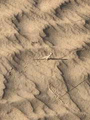 Phrynocephalus arabicus