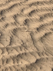 Phrynocephalus arabicus