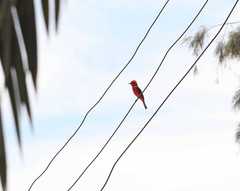 Pyrocephalus rubinus