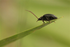 Artematopodidae