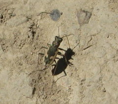 Neocicindela latecincta