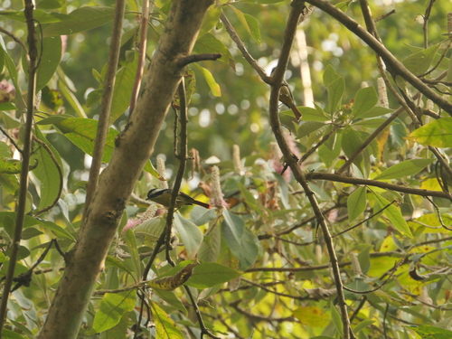 Red-tailed Minla (Minla ignotincta), photo 1