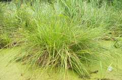 Carex paniculata