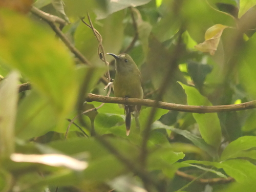 Green-tailed Sunbird (Aethopyga nipalensis), photo 4