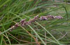 Carex paniculata