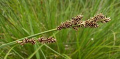 Carex paniculata
