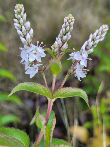 derwent speedwell (Veronica derwentiana)