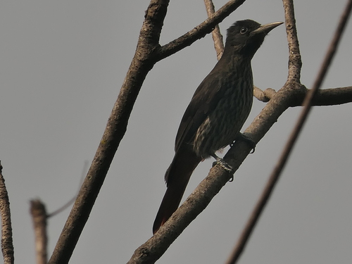 Maroon Oriole (Oriolus traillii), photo 10