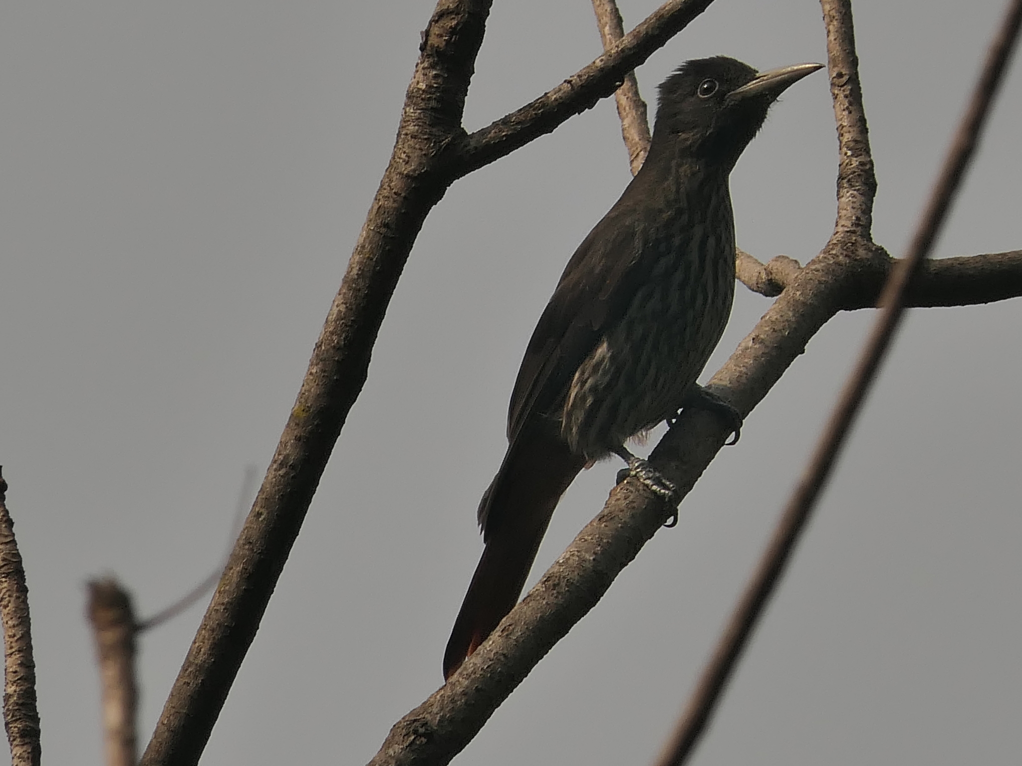 Maroon Oriole (Oriolus traillii), photo 6