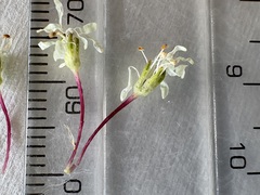 Agathosma bifida, photograph (c) Charleen Brunke, some rights reserved (CC BY)
