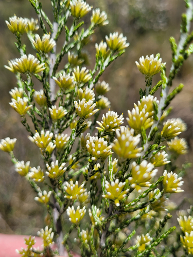 Kerosene Bush (Ozothamnus cupressoides)